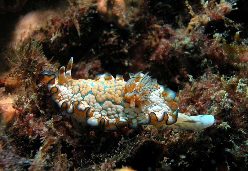 Glossodoris aeruginosa